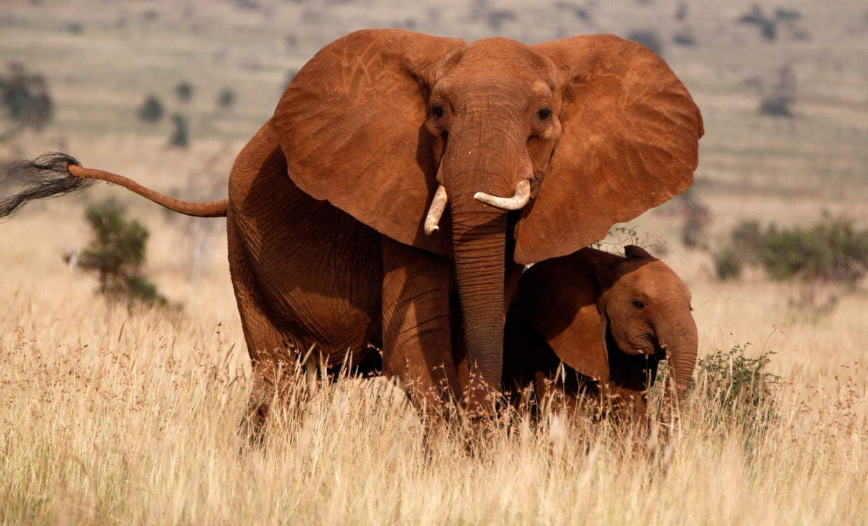 Elephant census