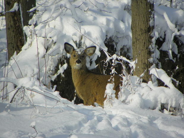 kathleen-fisher-deer-in-snow.jpg 
