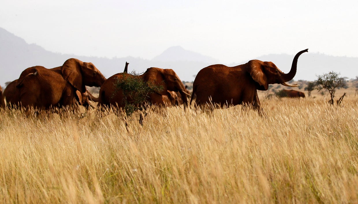 Elephant census