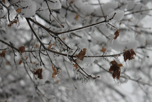 jeannie-ledwith-frozen-leaves.jpg 