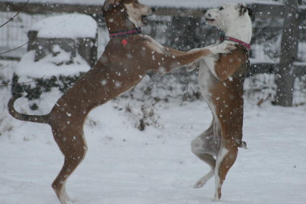 j-meighan-dogs-playing-in-ice-storm.jpg 