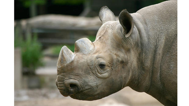 rhino2 