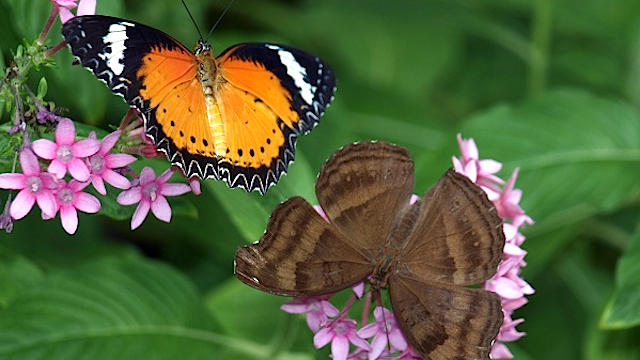 butterflies.jpg 