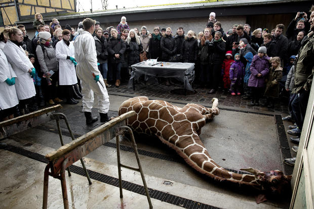 Giraffe killed at zoo 