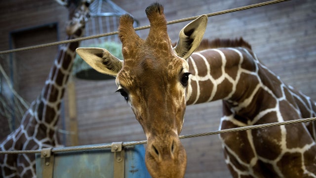 Marius the giraffe at Copenhagen Zoo 