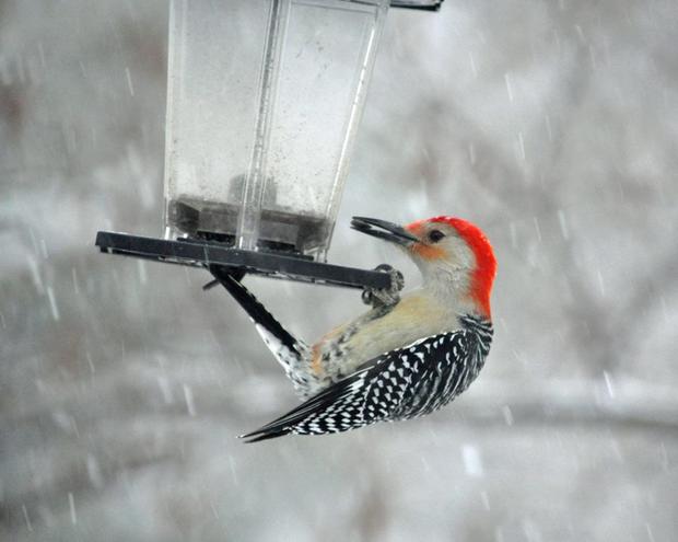 red-bellied-woodpecker-getting-a-bite-to-eat-in-lake-hopatcong-nj-ulla-vinkman.jpg 