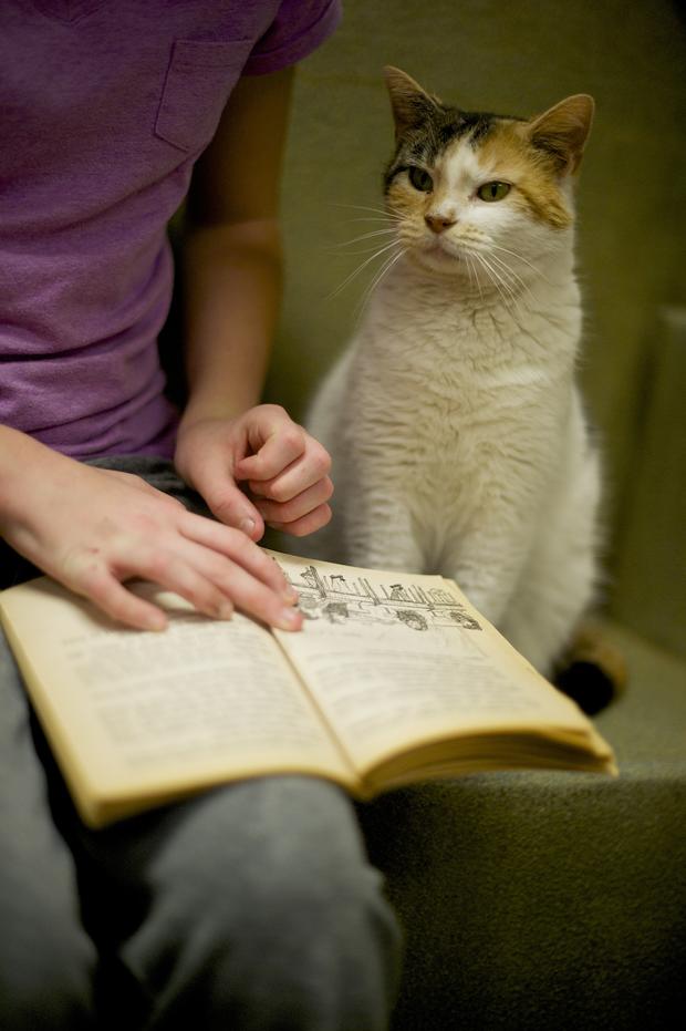Reading with cats 