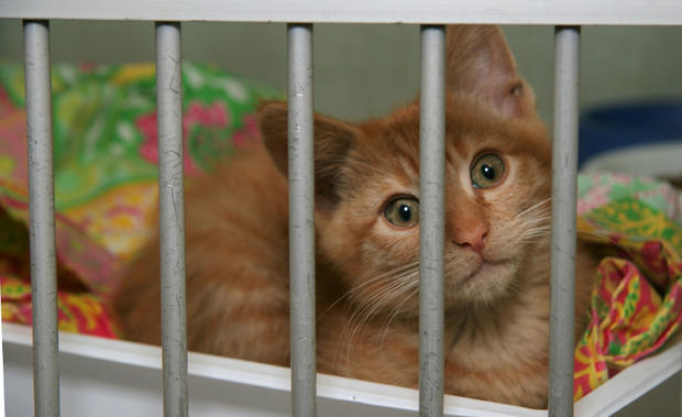 cat kitten shelter 