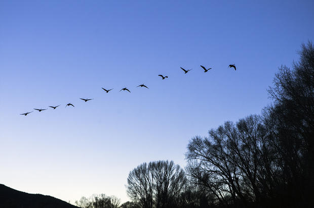 geese.jpg 