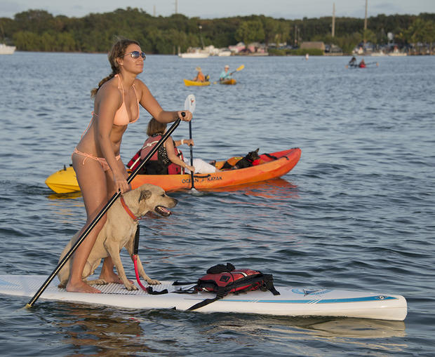 Paddleboaders Get Together with Pups for Florida Keys  
