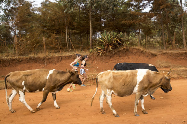 Desi Runs With Cows In Kenya 