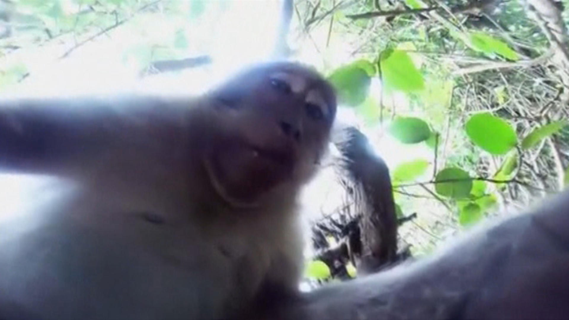 Monkey in Bengals jersey rides a dog while holding a GoPro at