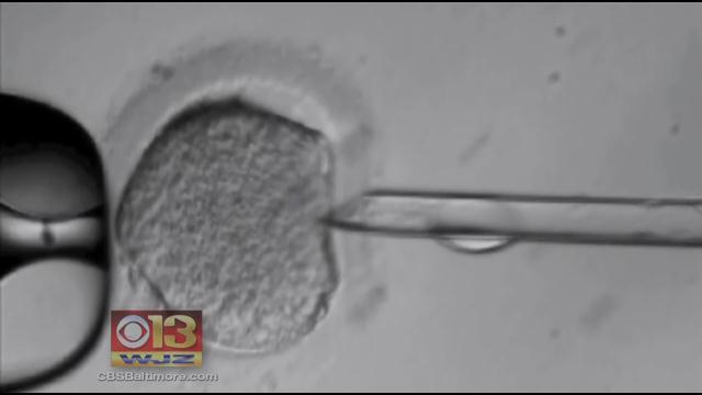 embryo.jpg 