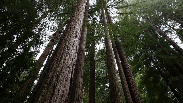 redwood-trees.jpg 