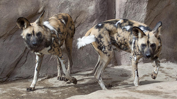 African Wild Dogs Tilly and Cheza  
