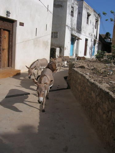lamu-old-town.jpg