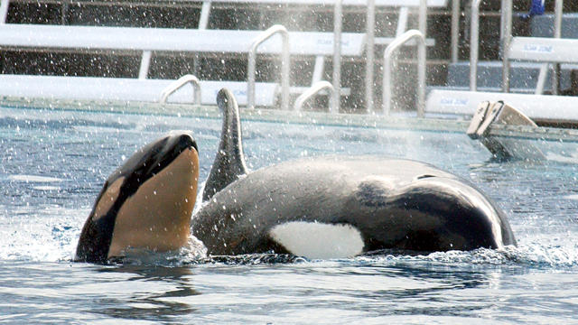orcas-51887039.jpg 