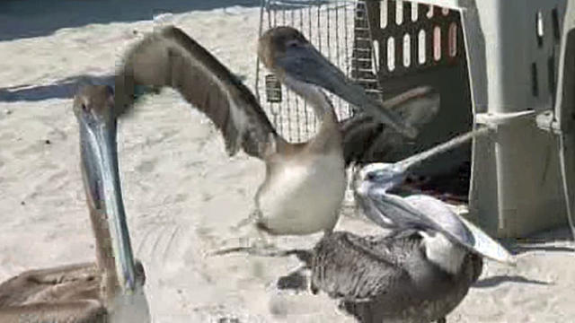 pelican-release.jpg 