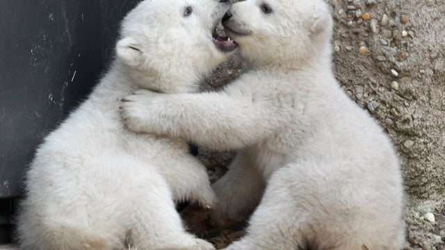 Polar bear twins 