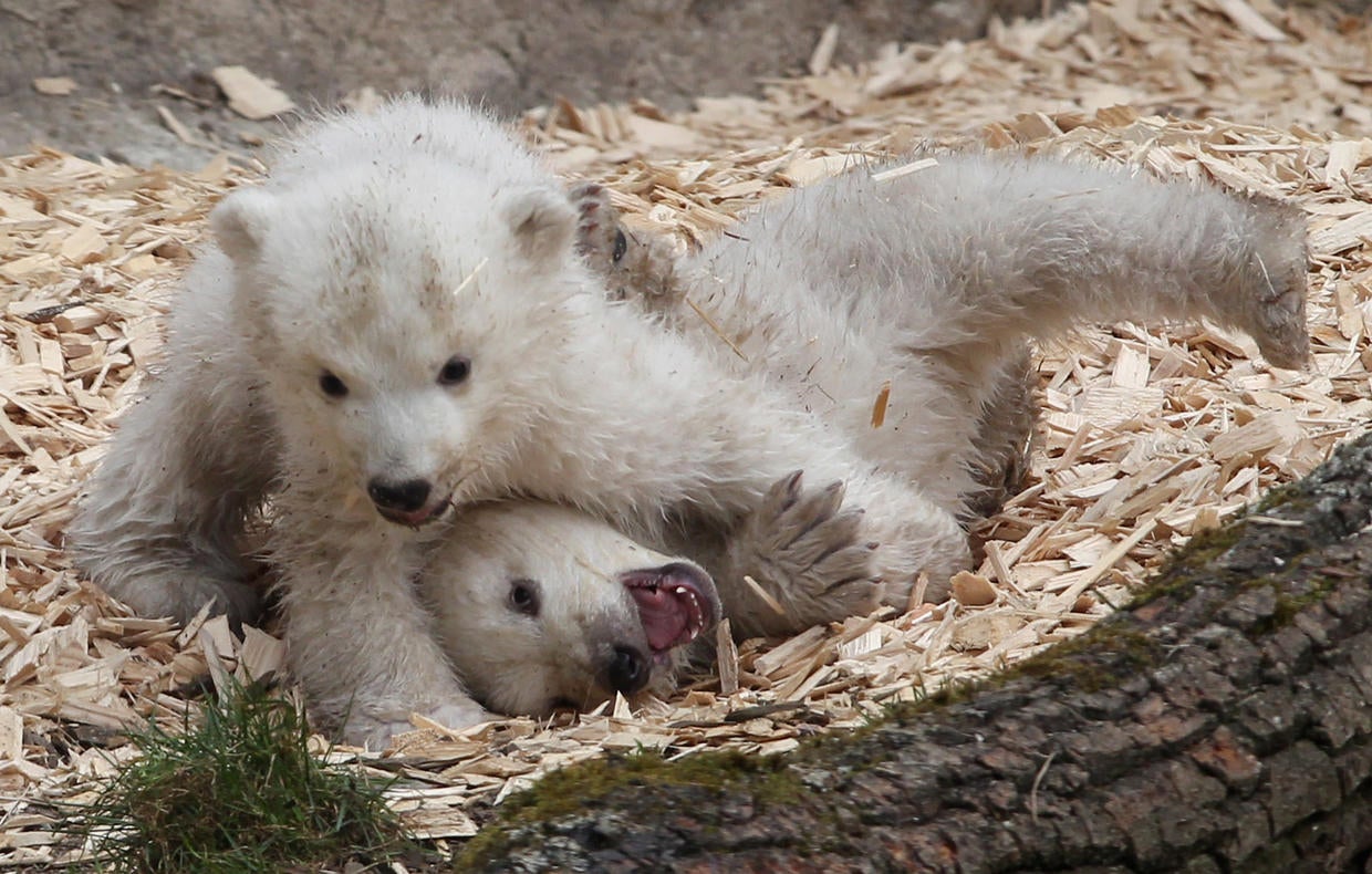 Twin polar bear cubs make debut