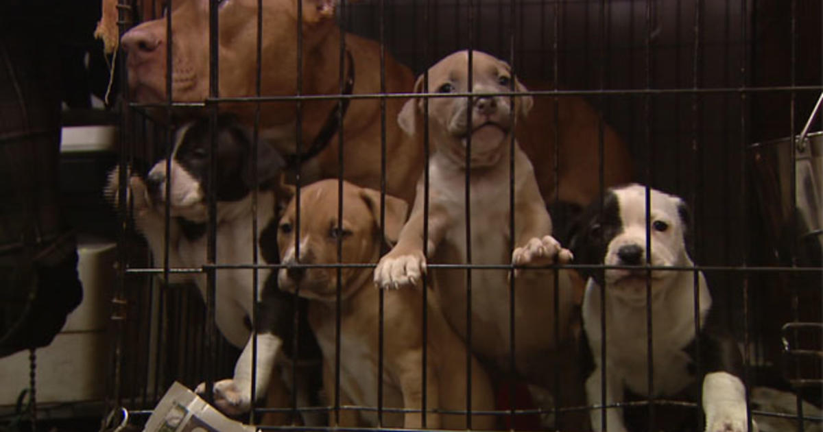 Westchester Animal Shelter Forced To Close Due To Financial Problems - CBS  New York