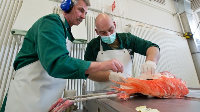 After the violent deaths of 15 Pink Flamingos in the Frankfurt Zoo, the bodies of the dead animals are necropsied in the Hessian state laboratory in Giessen (Hessen) by veterinarians. 