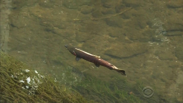 california-drought-salmon-migrate.jpg 