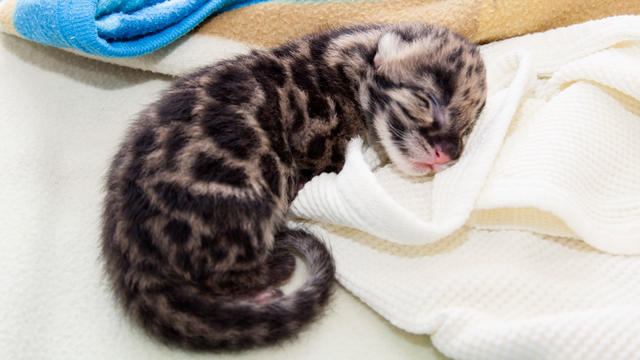 zoo-baby-leopard-4-from-denver-zoo.jpg 