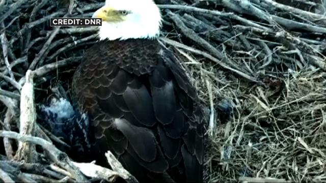 third-eaglet-hatched.jpg 