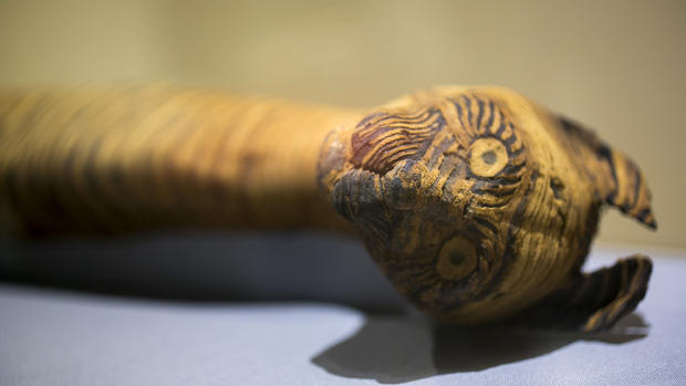 Still life: Ancient animal mummies 