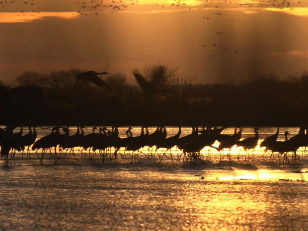 cranes-sunset.jpg 