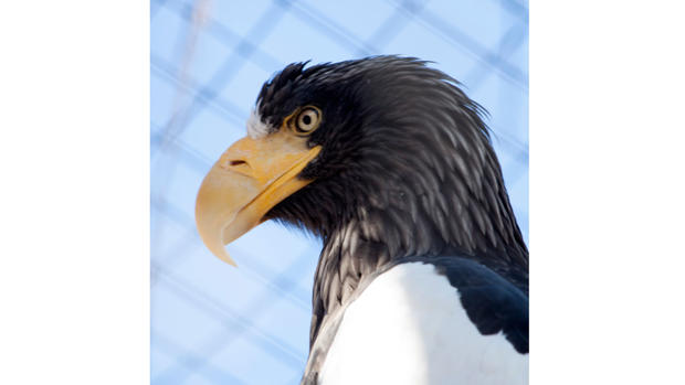 Zoo-Baby-Sea-Eagle-4-(from-Denver-Zoo) 