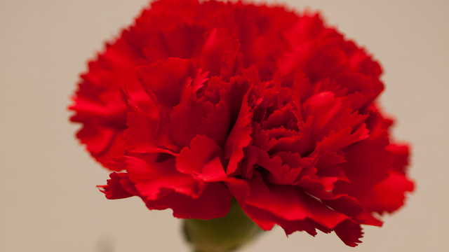 carnation.png 