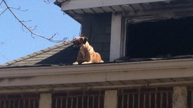 dog-on-roof-1.jpg 