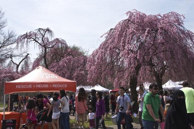 2014 Cherry Blossom Festival 