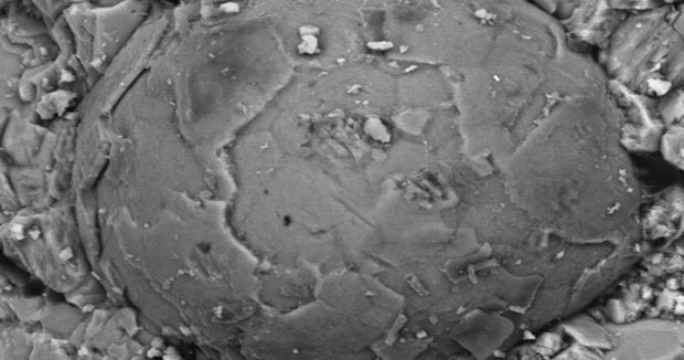 500millionyearold embryo fossils a rare and mysterious find CBS News