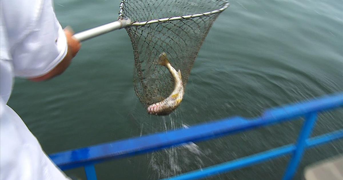 Good Question: How Does The DNR Count Fish? - CBS Minnesota