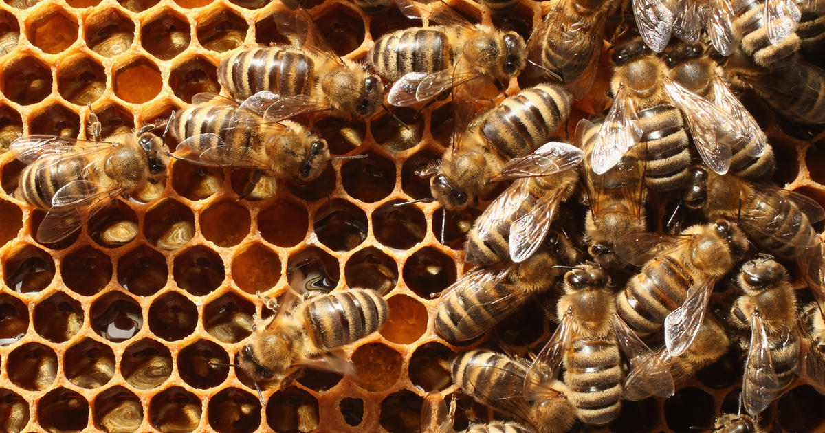 Would having a small bee hive in your backyard cause problems for your  neighbors? - Quora
