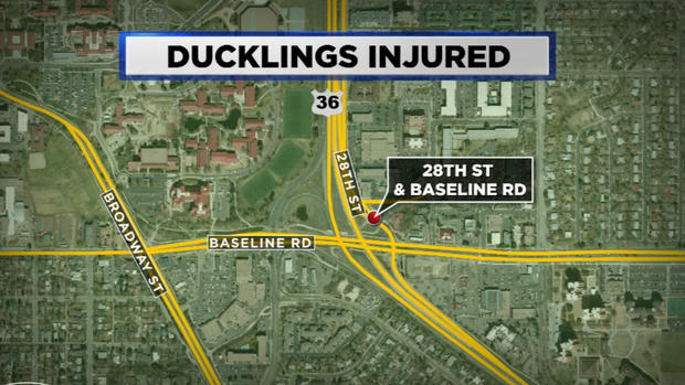 ducklings injured map 