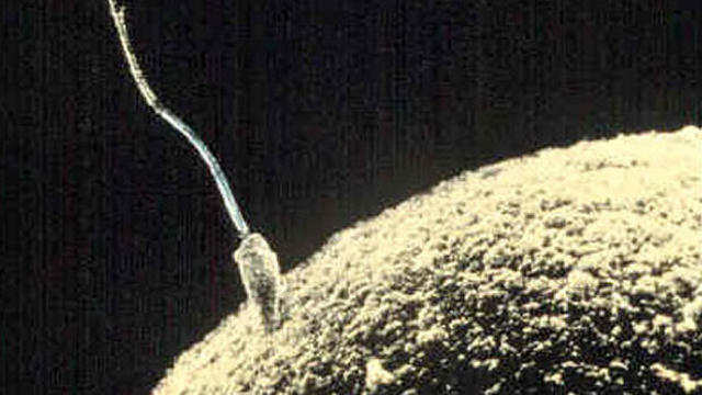 sperm-egg.jpg 