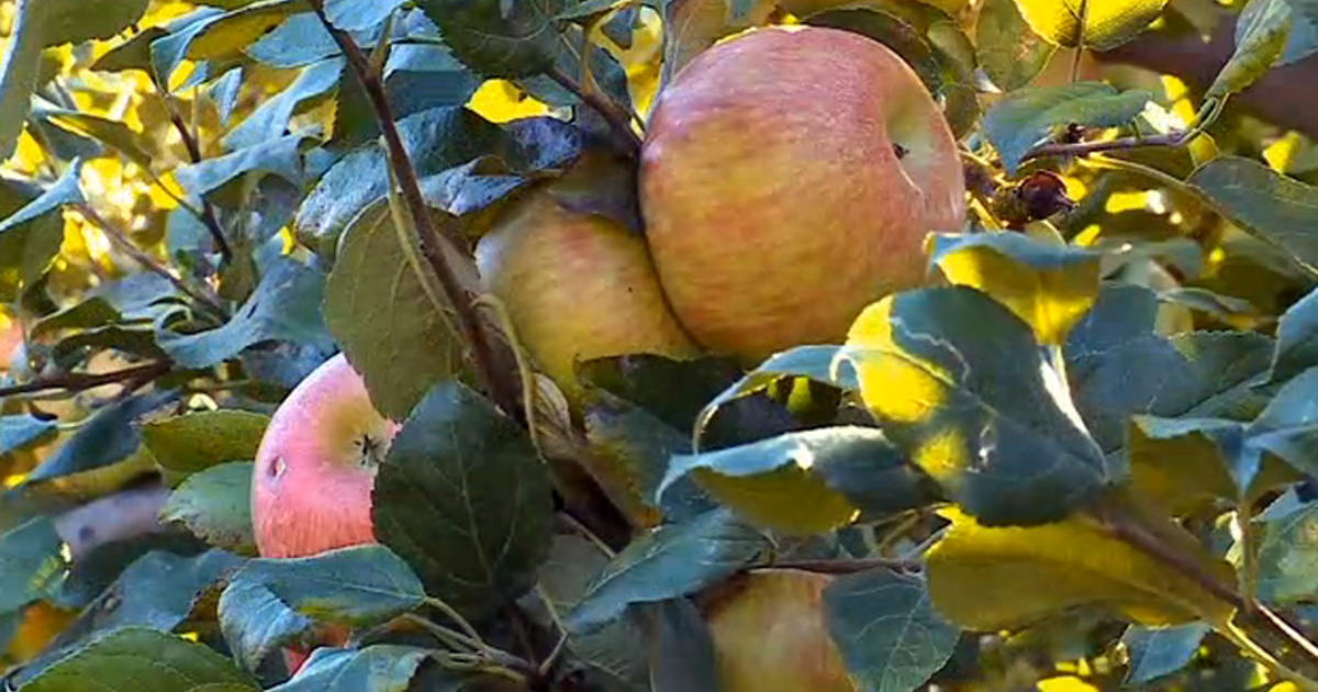 Apple growers set to release Honeycrisp successor