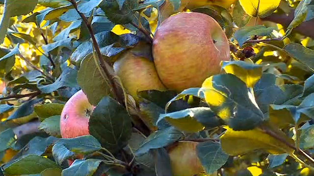 honeycrisp-apples.jpg 