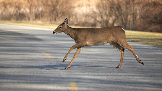 deer-crossing-road.jpg 
