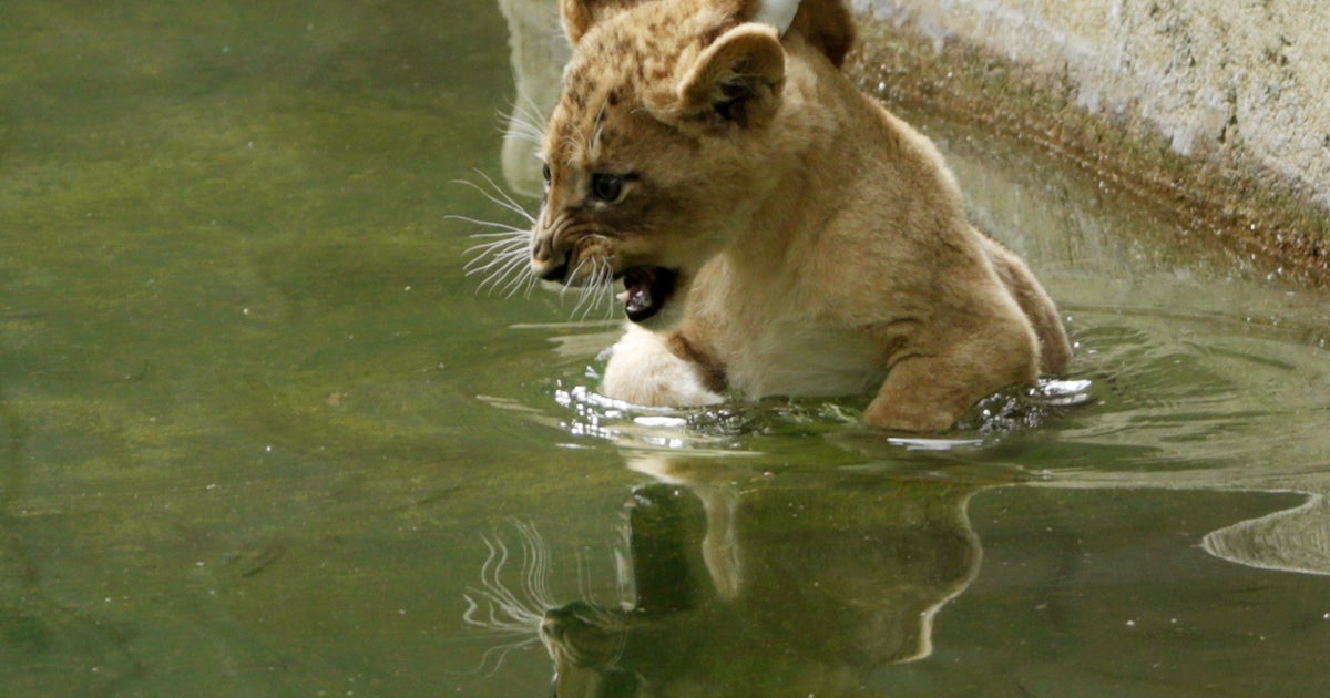 Lion cubs take sinkorswim test