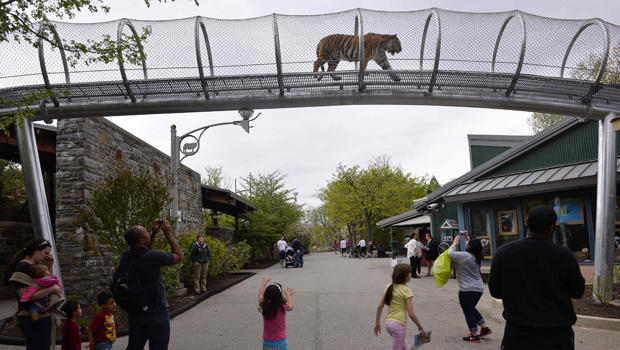 An Amur tiger walks over the new Big Cat Crossing as visitors look on at the Philadelphia Zoo in Philadelphia May 7, 2014. 