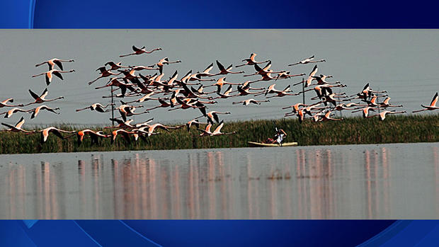 wild-flamingos-2.jpg 