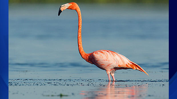 wild-flamingos-21.jpg 