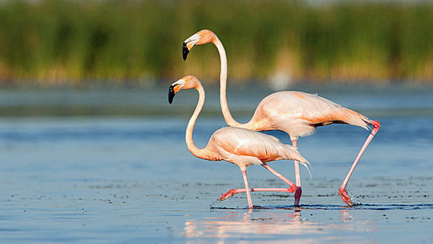 Wild Flamingos-5 