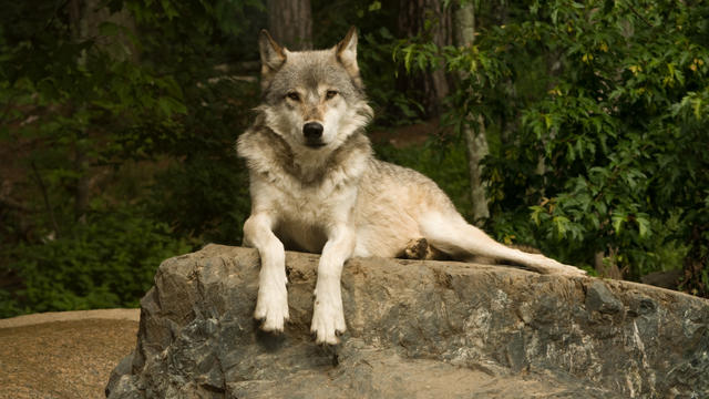 gray-wolf.jpg 