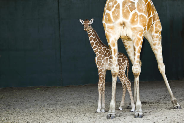 baby_giraffe_at_busch_gardens_-_celina_s_female_baby.jpg 